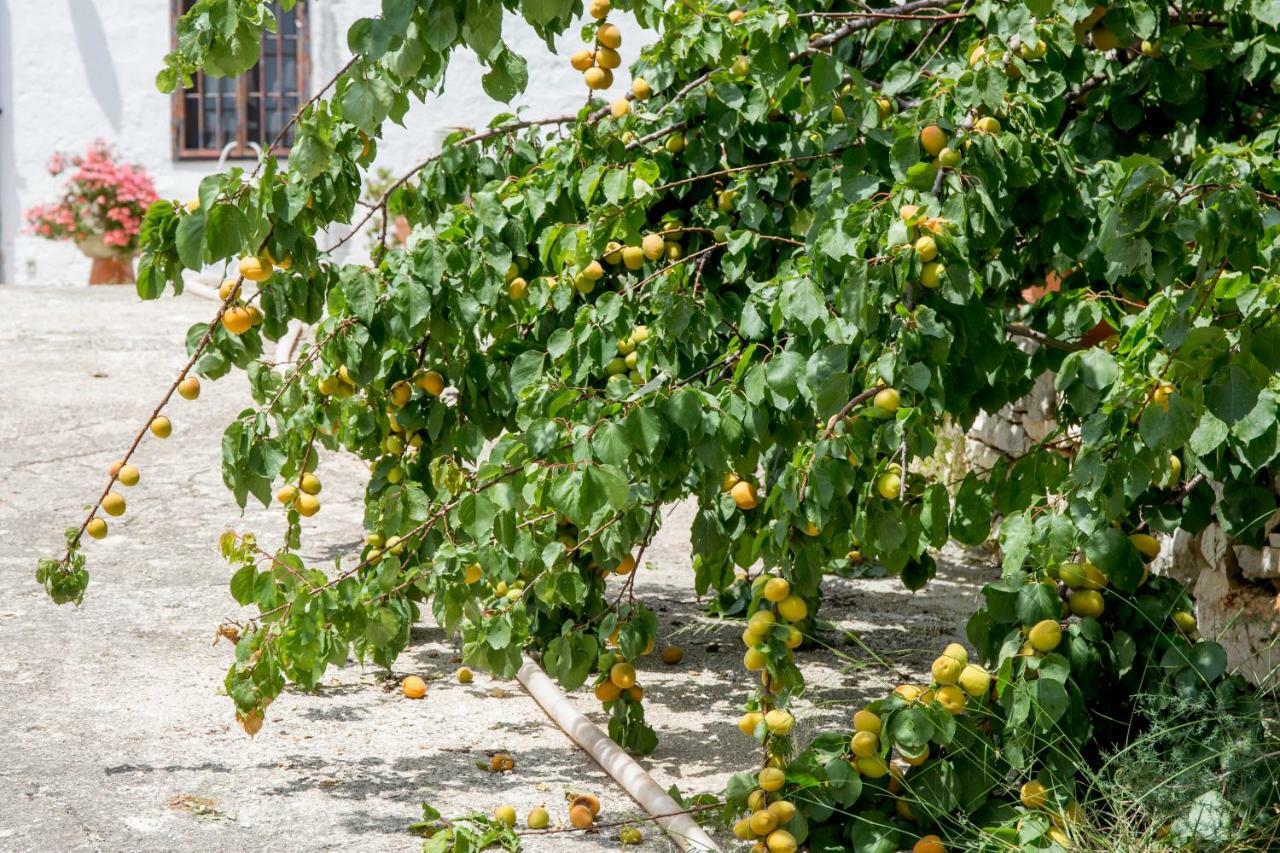 Ferienwohnung Profumo Di Terra Monopoli Exterior foto